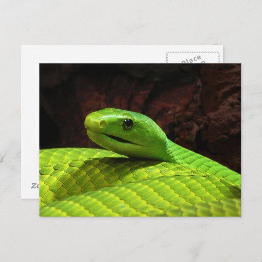 東アフリカグリーンマンバ Dendroaspis Angusticeps ポストカード (正面/裏面)