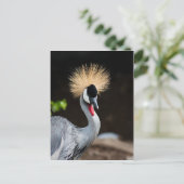 東アフリカ冠クレーン ポストカード (スタンド正面)