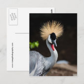 東アフリカ冠クレーン ポストカード (正面/裏面)