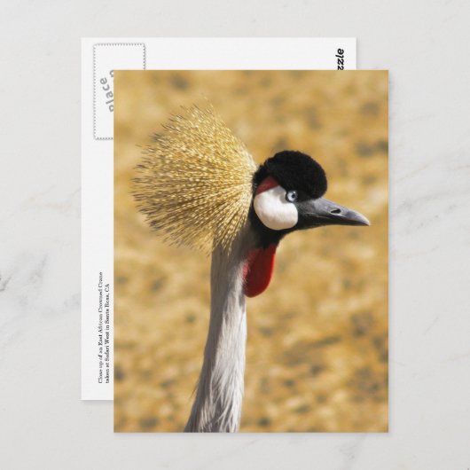 東アフリカ王冠クレーンのはがき ポストカード (正面/裏面)