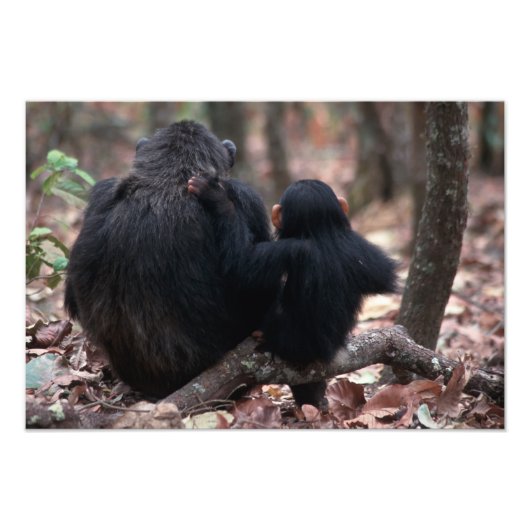 東アフリカ、タンザニア フォトプリント            (正面)