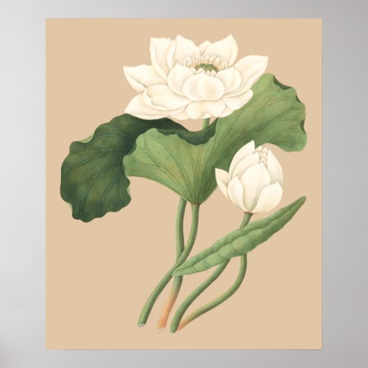 東インド植物芸術の蓮の花 ポスター (正面)