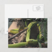 東グリーンマンバ ポストカード (正面/裏面)