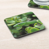 東グリーンマンバ(Dendroaspis Angusticeps) コースター (左側)