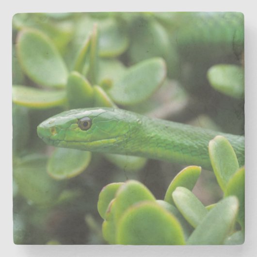 東グリーンマンバ(Dendroaspis Angusticeps) ストーンコースター (正面)