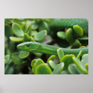 東グリーンマンバ(Dendroaspis Angusticeps) ポスター