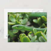 東グリーンマンバ(Dendroaspis Angusticeps) ポストカード (正面/裏面)