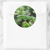 東グリーンマンバ(Dendroaspis Angusticeps) ラウンドシール (バッグ)