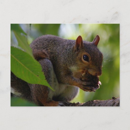 東グレイ食べリスの木の実 ポストカード (正面)