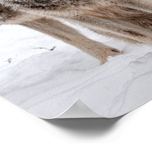 東グレーウルフ ポスター (角)