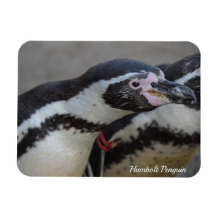 東サセックスのドルシラス動物園のハンボルトペンギン マグネット
