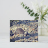 東サセックスのドルーシラス動物園で短拍手を送ったオッター ポストカード (スタンド正面)