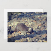 東サセックスのドルーシラス動物園で短拍手を送ったオッター ポストカード (正面/裏面)