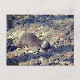 東サセックスのドルーシラス動物園で短拍手を送ったオッター ポストカード