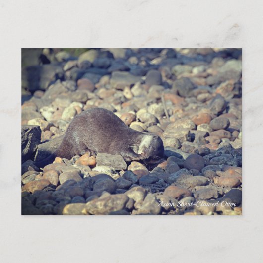 東サセックスのドルーシラス動物園で短拍手を送ったオッター ポストカード (正面)