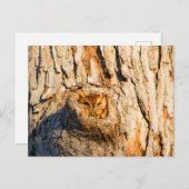 東スクリューフクロウ ポストカード (正面/裏面)