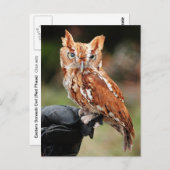 東スクリーチフクロウ（赤相）オトゥスのアシオ葉書 ポストカード (正面/裏面)