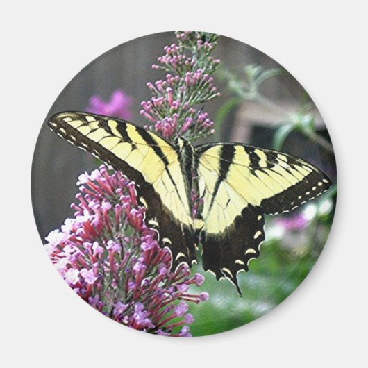 東タイガーアゲハチョウ磁石 マグネット (正面)