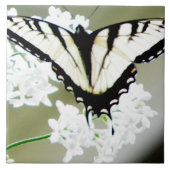 東タイガーアゲハチョウ蝶の写真 タイル (正面)