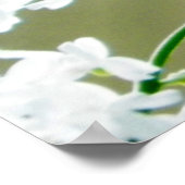 東タイガーアゲハチョウ蝶の写真 ポスター (角)