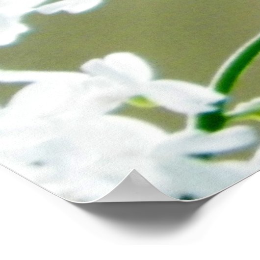 東タイガーアゲハチョウ蝶の写真 ポスター (角)