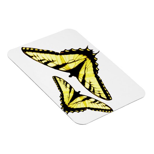 東タイガーアゲハチョウ蝶の写真 マグネット (右側)