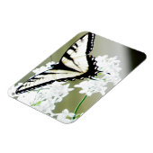 東タイガーアゲハチョウ蝶の写真 マグネット (左側)