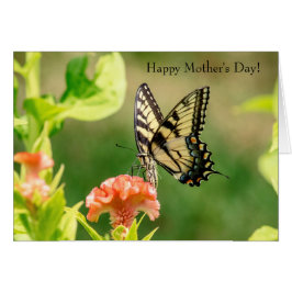 東タイガーアゲハチョウ蝶