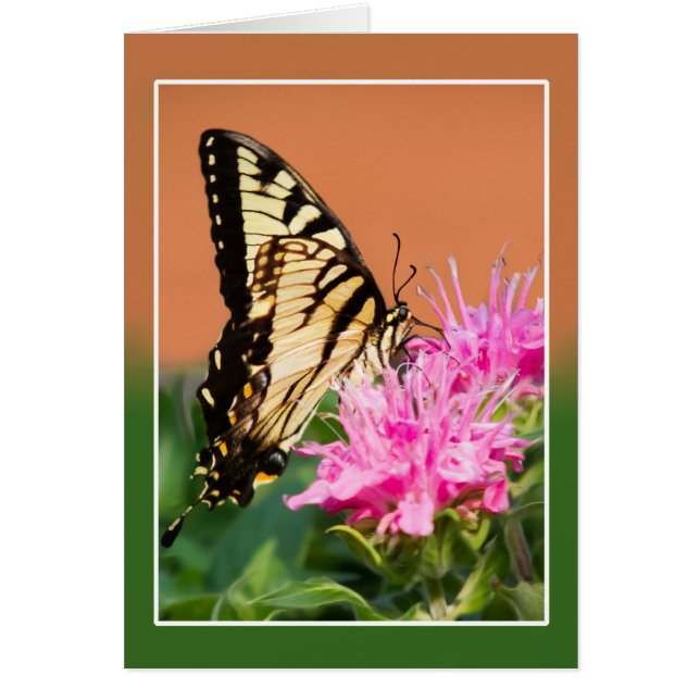 東タイガーアゲハチョウ蝶 (正面)