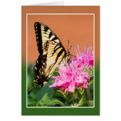 東タイガーアゲハチョウ蝶 (正面)