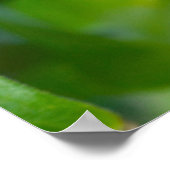 東タイガーアゲハチョウ蝶 ポスター (角)