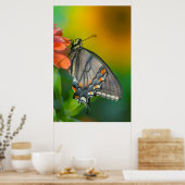 東タイガーアゲハチョウ蝶 ポスター (キッチン)