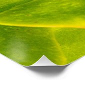 東タイガーアゲハチョウ蝶 ポスター (コーナー)