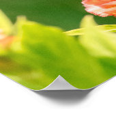 東タイガーアゲハチョウ蝶 ポスター (角)