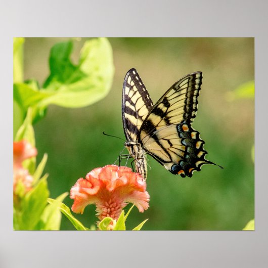東タイガーアゲハチョウ蝶 ポスター (正面)