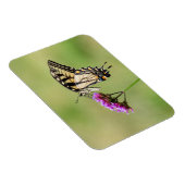 東タイガーアゲハチョウ蝶 マグネット (右側)