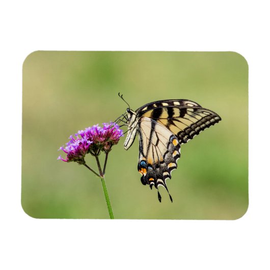 東タイガーアゲハチョウ蝶 マグネット (横)