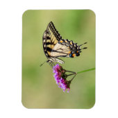 東タイガーアゲハチョウ蝶 マグネット (縦)