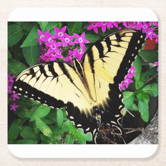 東タイガーアゲハチョウ蝶#1 スクエアペーパーコースター (正面)