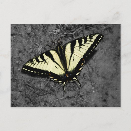 東タイガー葉書 ポストカード (正面)