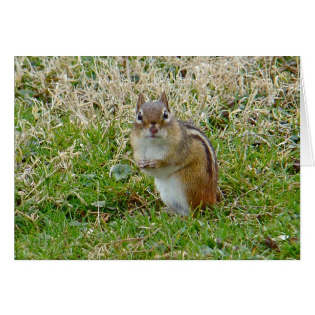 東チムンク (正面横)