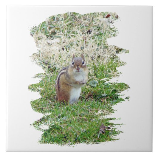 東チムンク タイル (正面)