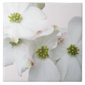 東ドッグウッドの花 – コーナス・フロリダ タイル (正面)