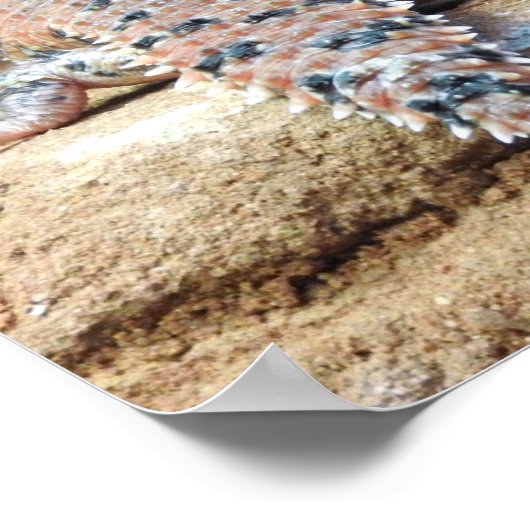 東ピルバラとげのある尾のスキー ポスター (角)