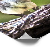 東フォエベのノミ ポスター (角)