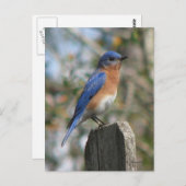 東ブルーバードオスのポストカード ポストカード (正面/裏面)