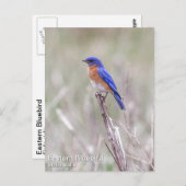 東ブルーバード ポストカード (正面/裏面)