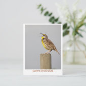 東メダウラルク ポストカード (スタンド正面)