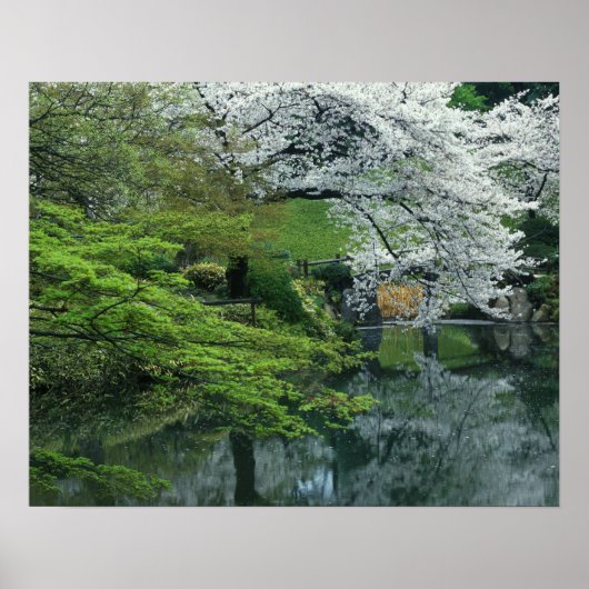 東京小石川後楽園の桜 ポスター (正面)