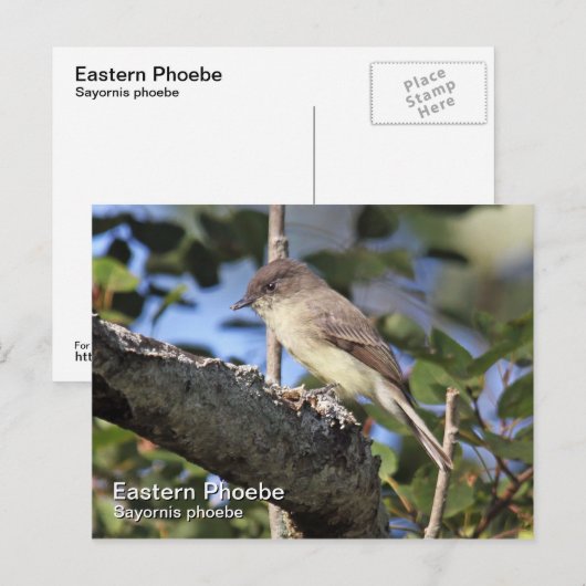 東写真はがき ポストカード (正面/裏面)